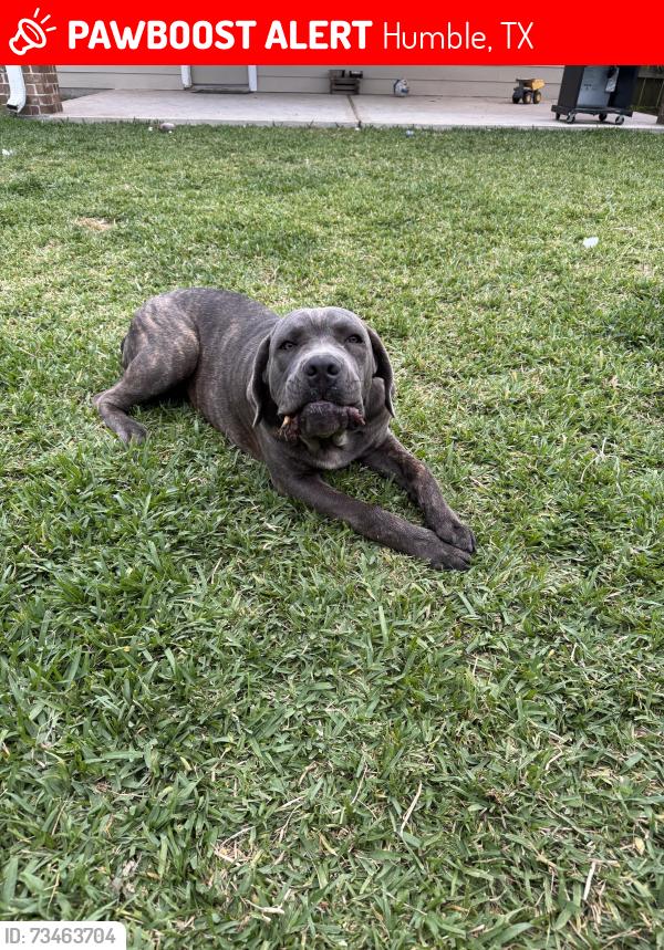 Lost Male Dog last seen Astacosita,Wilson Rd, Humble, TX 77338