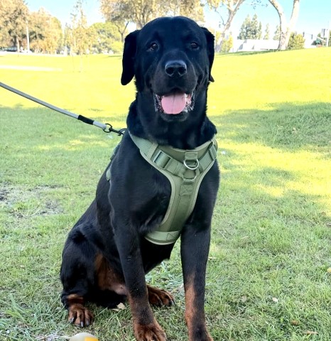 Shelter Stray Male Dog last seen Near BLOCK VAL DI CHIANA DR, BAKERSFIELD CA 93314, 3951 Fruitvale Ave, Bakersfield, CA 93308, USA
