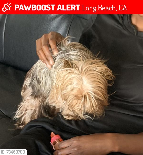 Lost Female Dog last seen between 7th & 8th street, Long Beach, CA 90813