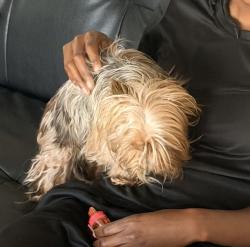 Lost Female Dog last seen between 7th & 8th street, Long Beach, CA 90813