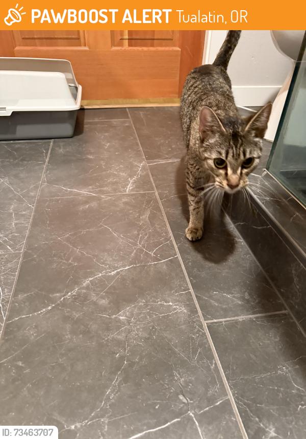 Found/Stray Female Cat last seen Fred Meyer, Tualatin, OR 97062