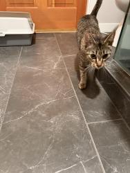 Found/Stray Female Cat last seen Fred Meyer, Tualatin, OR 97062