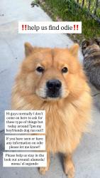 Lost Male Dog last seen Alameda St, Mona Blvd, El Segundo Blvd, Compton, CA 90222