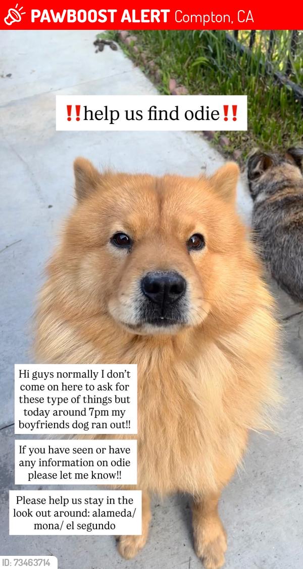 Lost Male Dog last seen Alameda St, Mona Blvd, El Segundo Blvd, Compton, CA 90222