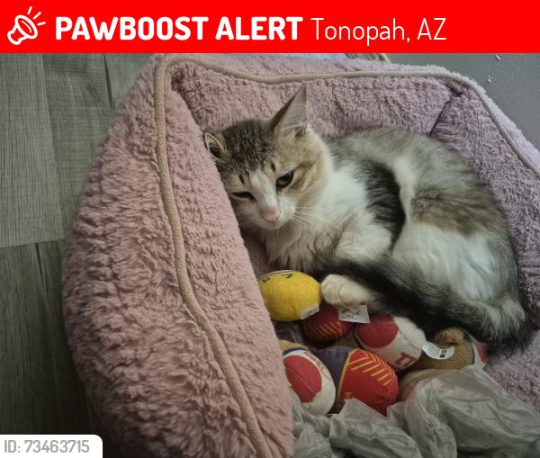 Lost Male Cat last seen 369th & Buckeye, Tonopah, AZ 85354
