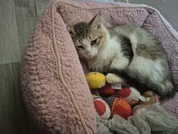 Lost Male Cat last seen 369th & Buckeye, Tonopah, AZ 85354
