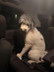 Found/Stray Female Dog last seen Black River and Riverside drive, Rio Rancho, NM 87174