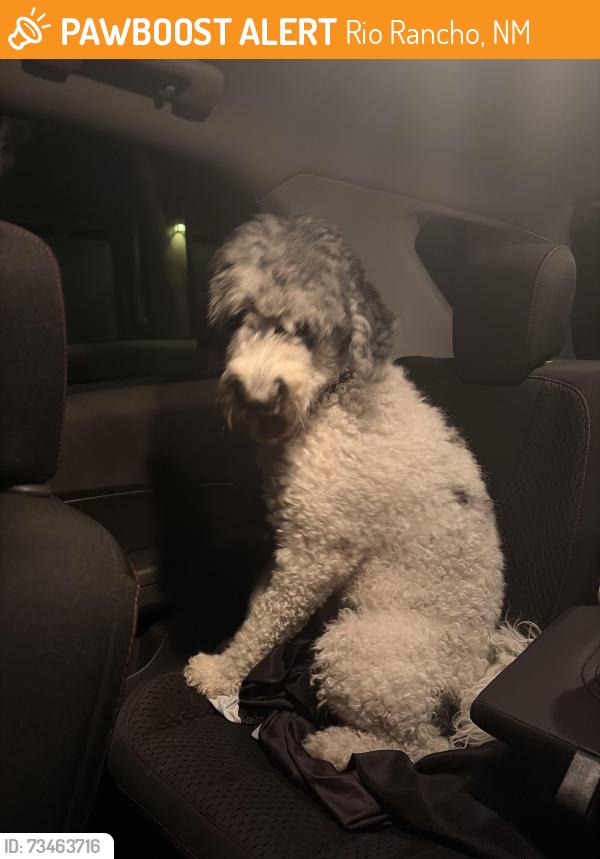 Found/Stray Female Dog last seen Black River and Riverside drive, Rio Rancho, NM 87174