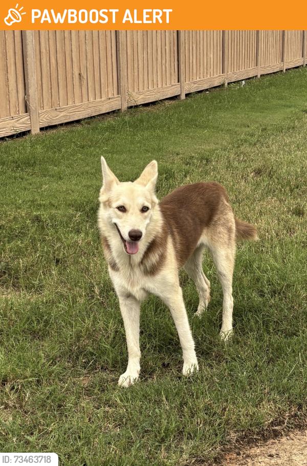 Found/Stray Female Dog last seen Brightwell bend st, Fort Bend County, TX 77494