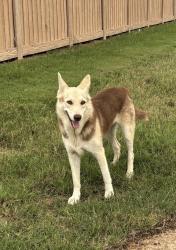 Found/Stray Female Dog last seen Brightwell bend st, Fort Bend County, TX 77494