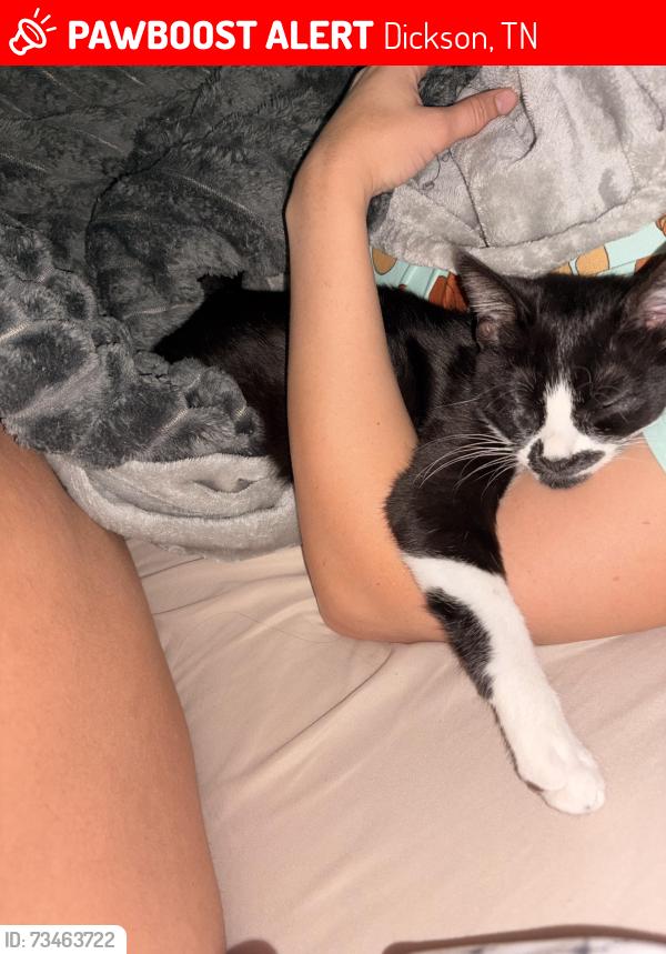 Lost Female Cat last seen Dickson, Dickson, TN 37055