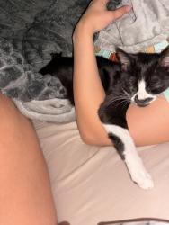 Lost Female Cat last seen Dickson, Dickson, TN 37055