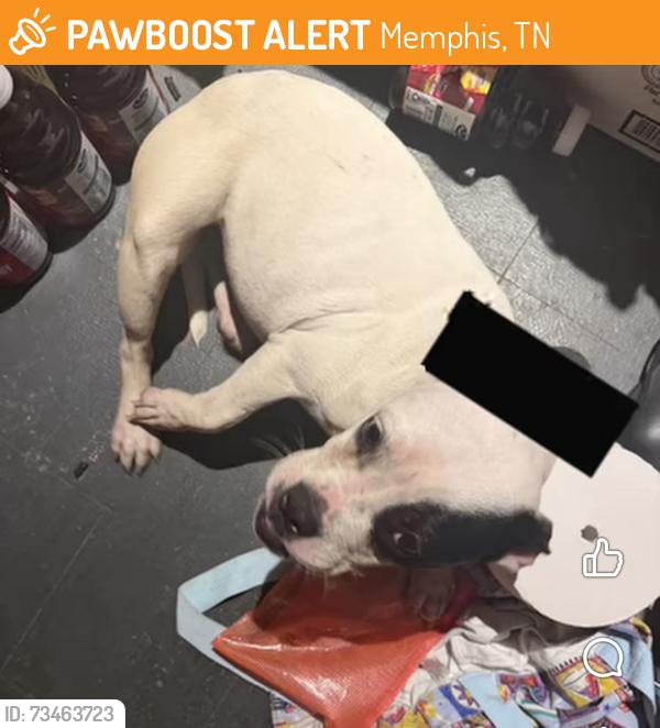 Found/Stray Female Dog last seen Hernando’s Hideaway, Memphis, TN 38116