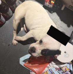 Found/Stray Female Dog last seen Hernando’s Hideaway, Memphis, TN 38116