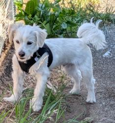 Reunited Male Dog last seen Pacifica Quarry Running trail, Pacifica, CA 94044