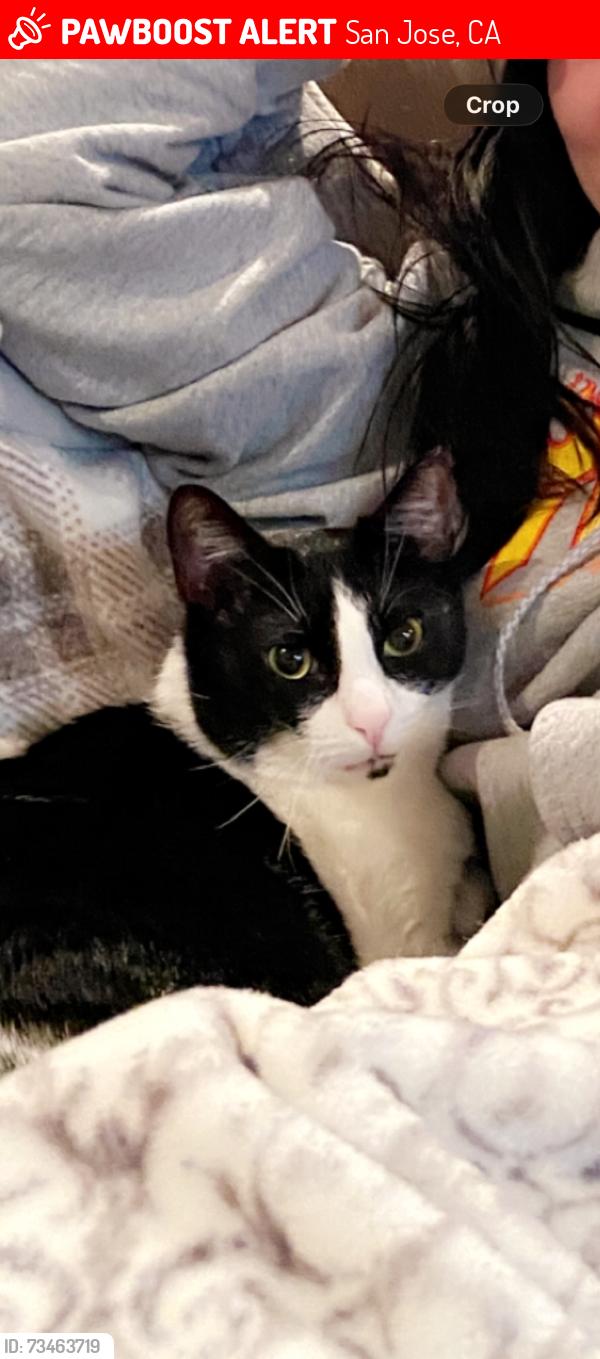 Lost Female Cat last seen Dartmouth drive and Blossom Hill rd, San Jose, CA 95118