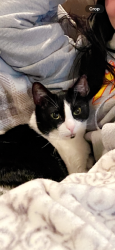 Lost Female Cat last seen Dartmouth drive and Blossom Hill rd, San Jose, CA 95118
