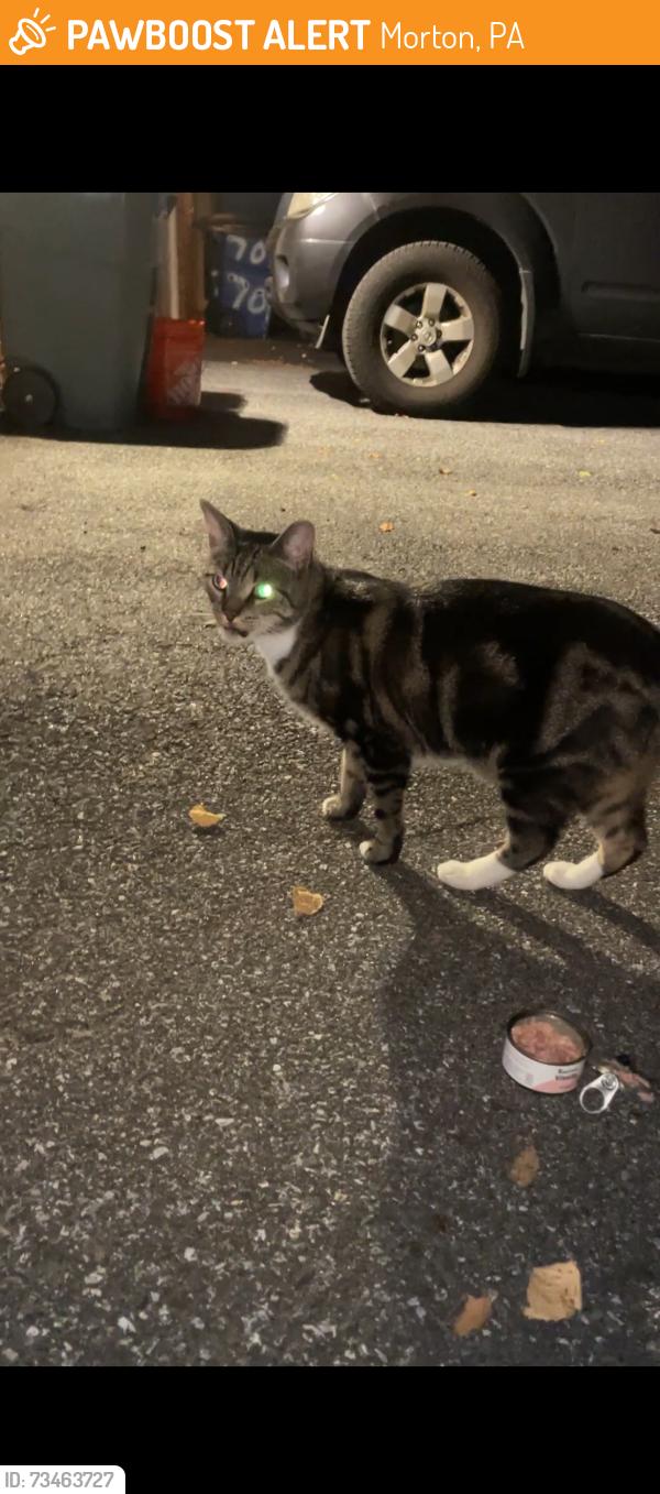 Found/Stray Unknown Cat last seen Country Lane, Morton, PA 19070