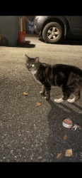 Found/Stray Unknown Cat last seen Country Lane, Morton, PA 19070