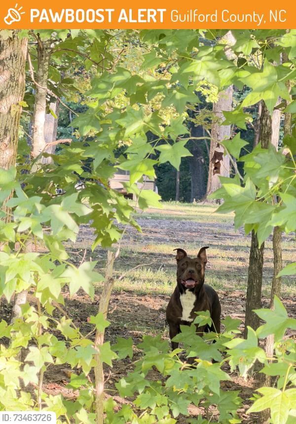 Found/Stray Female Dog last seen Covered Wagon Road and Crosswinds Road., Guilford County, NC 27301