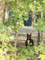 Found/Stray Female Dog last seen Covered Wagon Road and Crosswinds Road., Guilford County, NC 27301