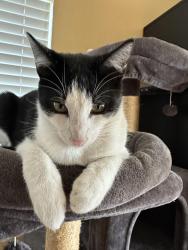 Lost Male Cat last seen Zoom, Glendale, CA 91202