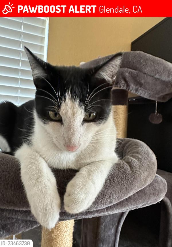 Lost Male Cat last seen Zoom, Glendale, CA 91202