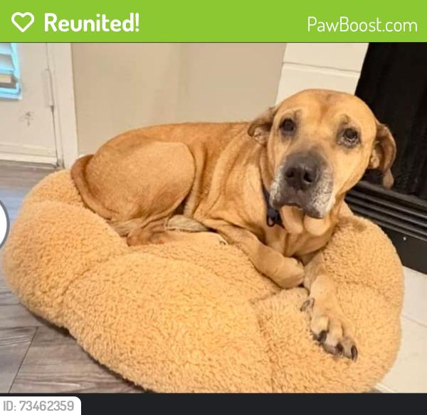 Reunited Female Dog last seen Audubon park, Garland, TX 75043