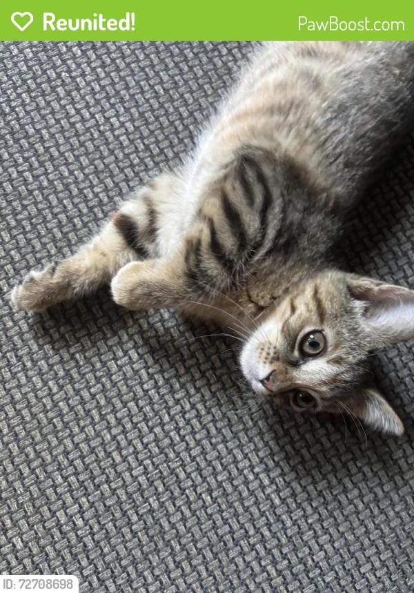 Reunited Female Cat last seen Near W 51st St, Chicago, IL 60632