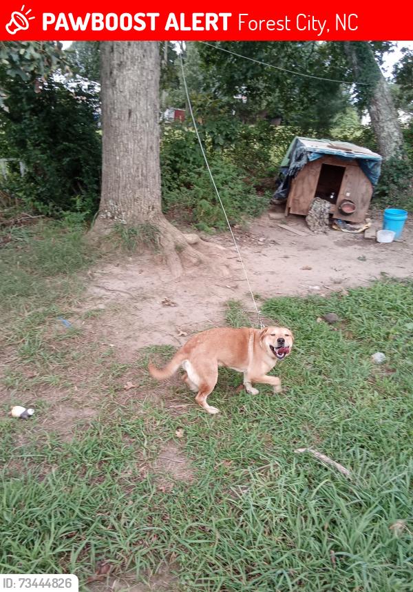 Lost Female Dog last seen Chase High Road, Forest City, NC 28043