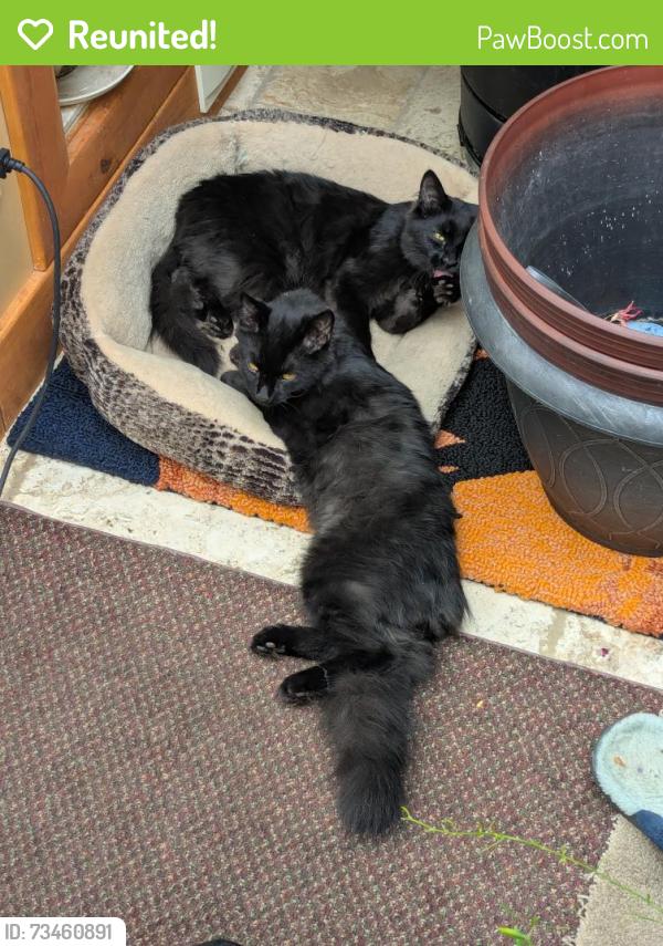 Reunited Female Cat last seen 16A St. 45 to 46 Ave. S.W, Calgary, AB T2T 4L8