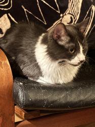 Lost Male Cat last seen Near calle oro verde, Valley Center, CA 92082