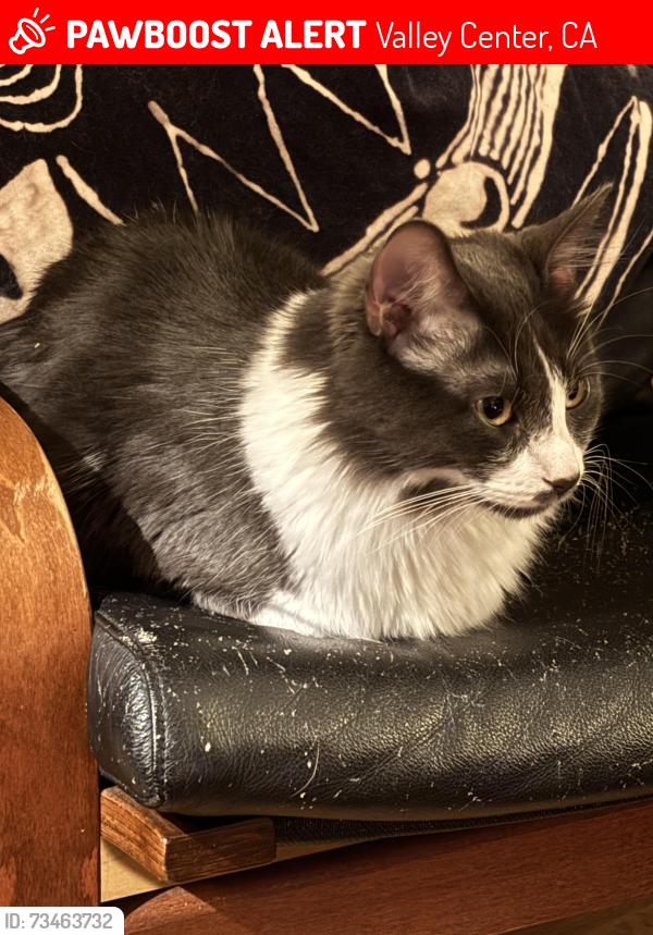 Lost Male Cat last seen Near calle oro verde, Valley Center, CA 92082