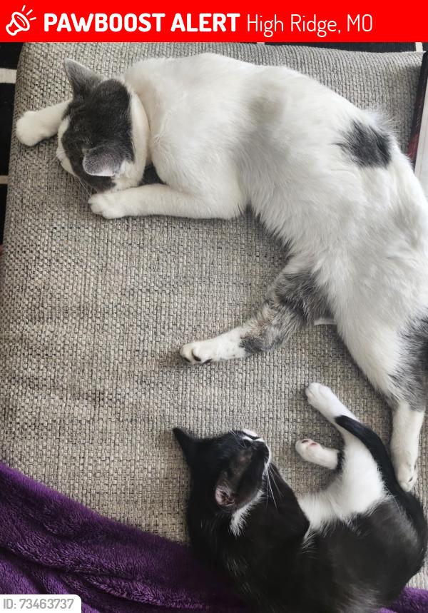 Lost Male Cat last seen Near Brinridge Dr, High Ridge, MO 63049, USA, High Ridge, MO 63049