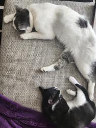 Lost Male Cat last seen Near Brinridge Dr, High Ridge, MO 63049, USA, High Ridge, MO 63049
