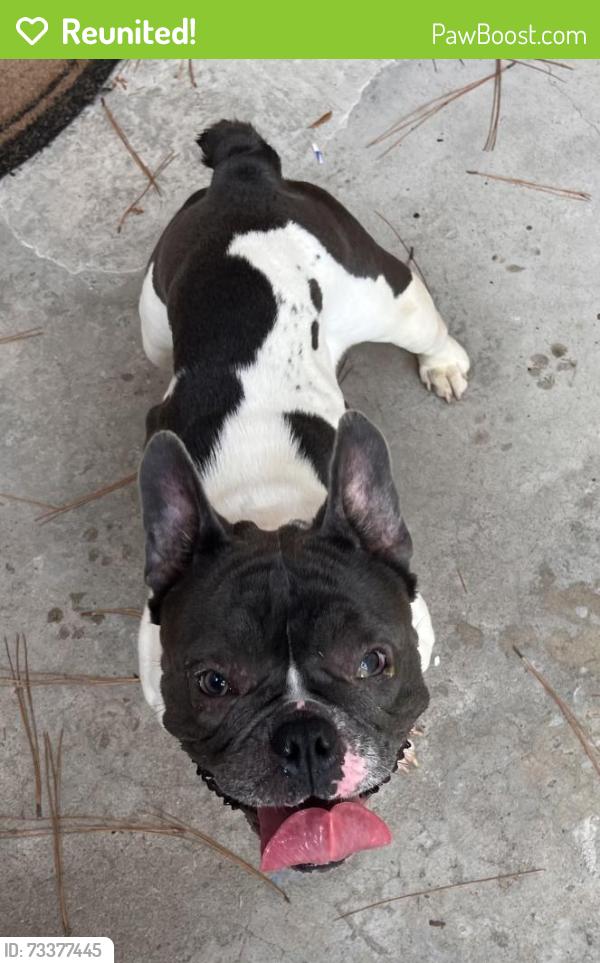 Reunited Female Dog last seen Hidden Pines, Houston, TX 77339