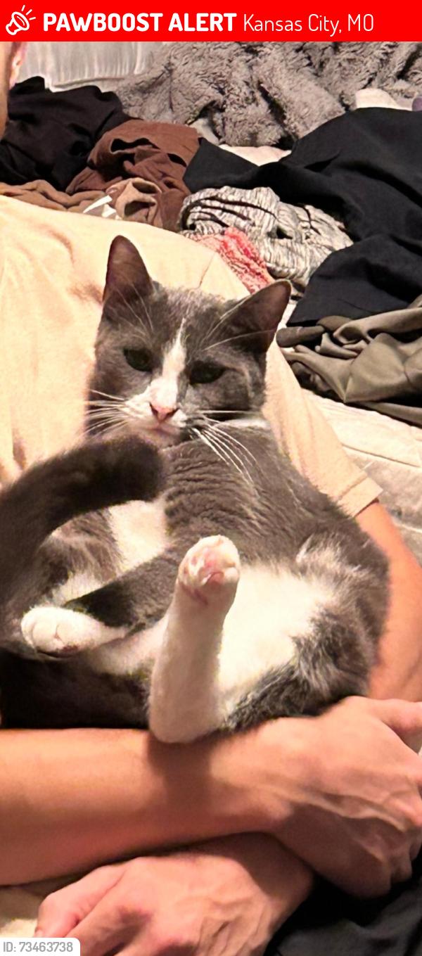 Lost Male Cat last seen Near n highland ave, Kansas City, MO 64155