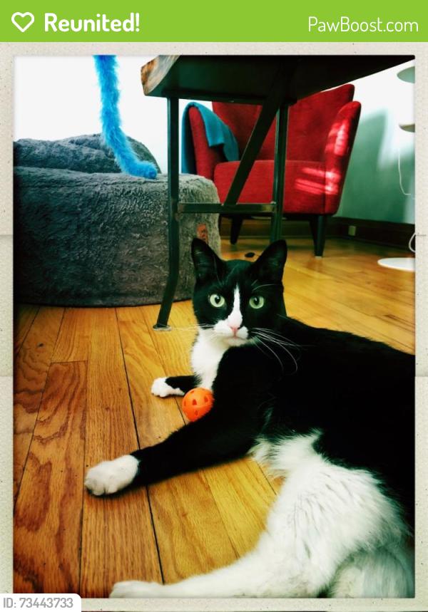 Reunited Male Cat last seen Division St & Sommers Ave, Madison, WI 53704