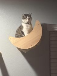 Lost Male Cat last seen Vista del Sur, San Diego, CA 92154