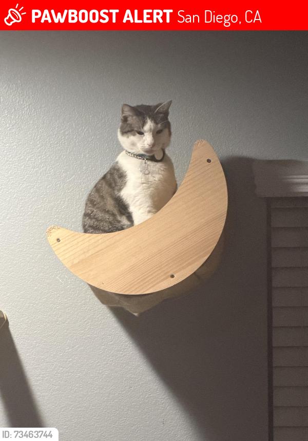Lost Male Cat last seen Vista del Sur, San Diego, CA 92154