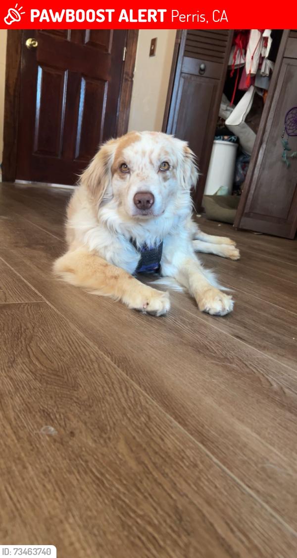 Lost Female Dog last seen Blackberry, Perris, CA 92570
