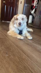 Lost Female Dog last seen Blackberry, Perris, CA 92570
