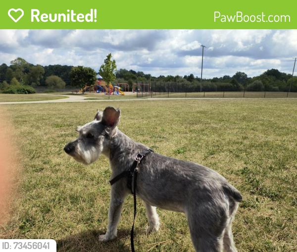 Reunited Male Dog last seen Millville and Davis lake road, Lapeer, MI 48446