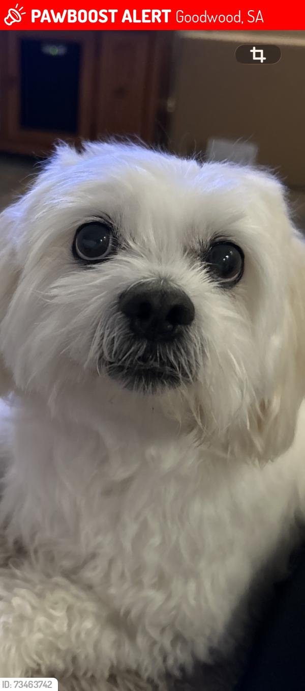 Lost Male Dog last seen Rosa street ada street, Goodwood, SA 5034