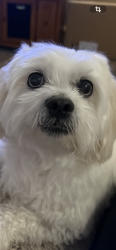 Lost Male Dog last seen Rosa street ada street, Goodwood, SA 5034