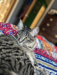 Lost Female Cat last seen Near calle oro verde, Valley Center, CA 92082
