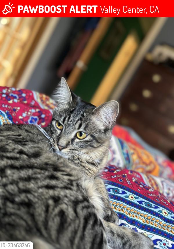 Lost Female Cat last seen Near calle oro verde, Valley Center, CA 92082