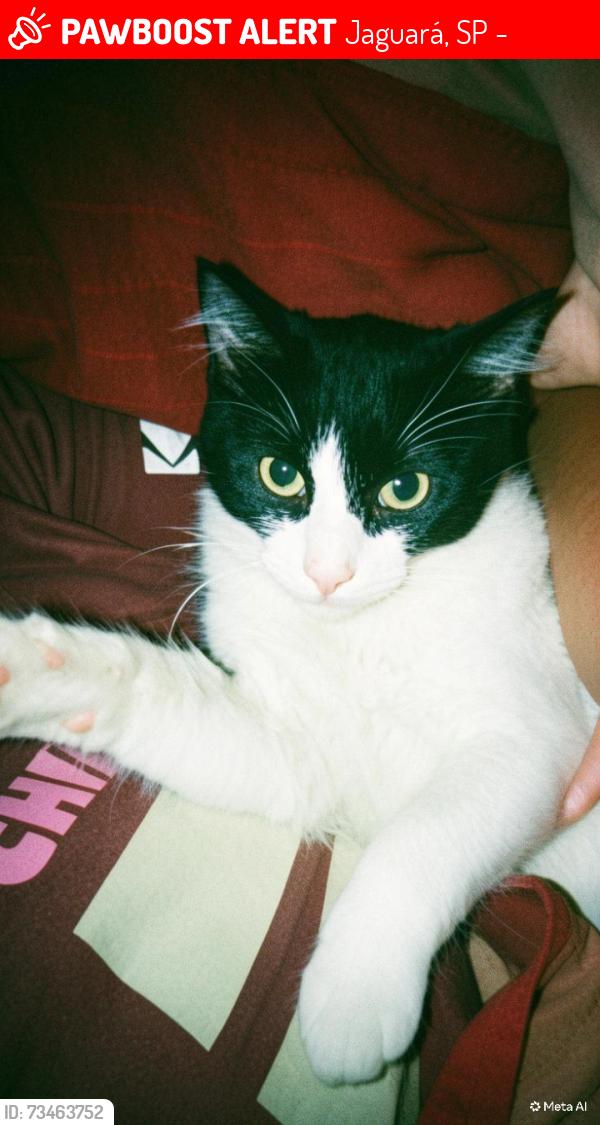 Lost Male Cat last seen Rua Otacílio Negrão 13 casa, Jaguará, SP 05104-060