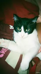 Lost Male Cat last seen Rua Otacílio Negrão 13 casa, Jaguará, SP 05104-060