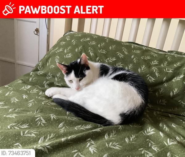 Lost Male Cat last seen Cragg lane , Thornton,Bradford, Thornton, England BD13 3SP